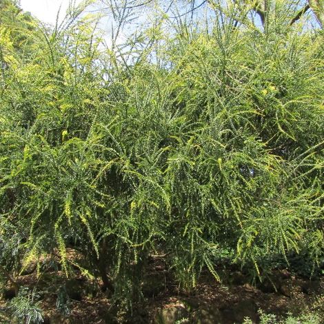 Mimosa à feuille triangulaire/Pot de 3L - 40/60 cm