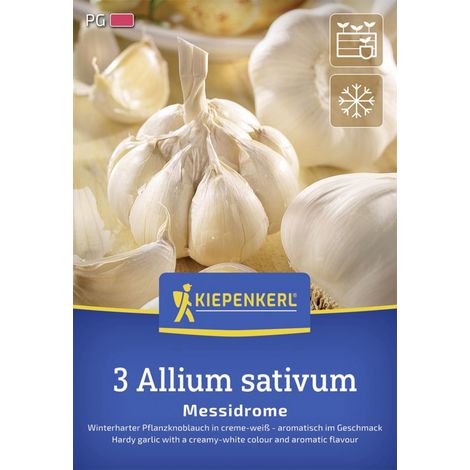 Kiepenkerl Pflanzgut Winterknoblauch Messidrome 3 Stück (1/2)