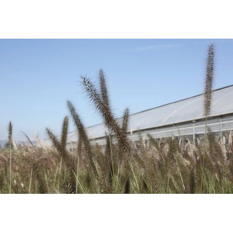 Gardenaria Pennisetum alopecuroides 'Foxtrot' - Graminacea ornamentale da esterno - Altezza: Vaso 19 (1/4)
