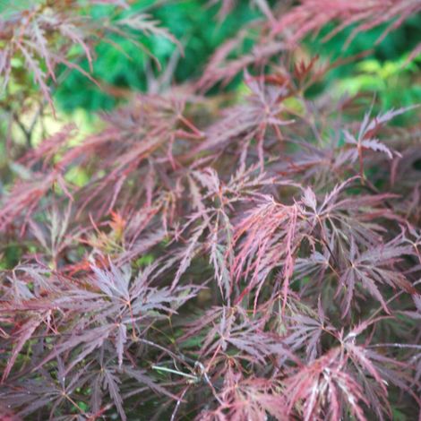 Érable du Japon Dissectum Garnet – Feuillage finement découpé – Hauteur à maturité 3m – Résiste à -15°C – Pot de 4L (1/2)