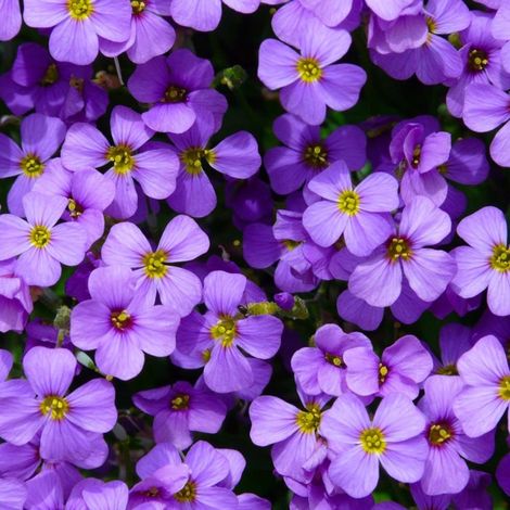 3 Aubriètes 'Hürth' (Aubrieta 'Hürth')