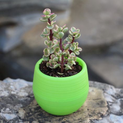 Pot de Fleurs Miniature pour Semis Succulentes - Récipient en Plastique pour Jardin, Cour et Balcon Vert (1/2)