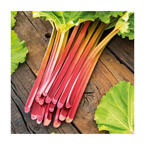 Rhubarbe 2 godets – Plante vivace robuste – Tiges charnues acidulées – Récolte de mai à septembre – Fabre Graines