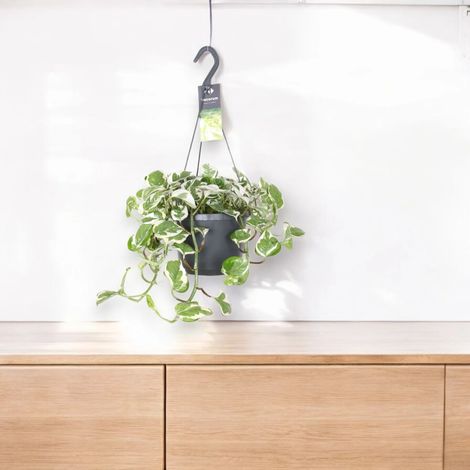 Gardenaria Epipremnum pinnatum 'N'Joy' - pothos - Pianta da interno ornamentale - Altezza: 25 cm (vaso 17)