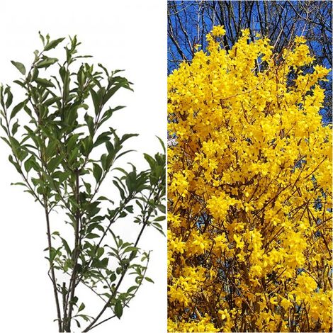 Planta de Forsitia. Forshytia. Espectacular Floraci�n Amarilla