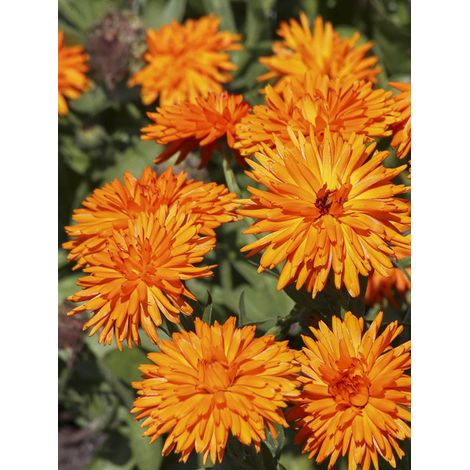 Souci des jardins 'Calexis Orange' le sachet de 100 graines (0,8g) (1/2)
