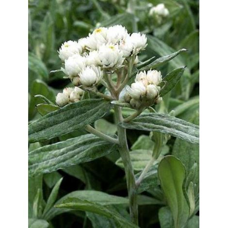 Immortelle de l'Hymalaya Godet de 8/9 cm (1/5)