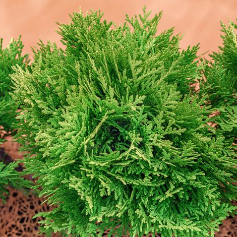 Thuya occidental Danica - Thuja occidentalis Danica 20/30cm Pot 2,5L (1/4)