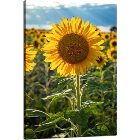 Lienzo impreso Botánica Campo de girasoles 80x120