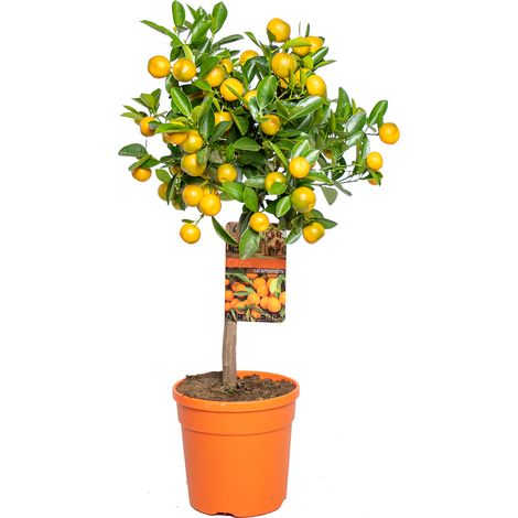 Citrus calamondin – Oranger d’intérieur – Arbre fruitier 55-65 cm – Pot 19 cm – Feuilles persistantes pour terrasses ensoleillées