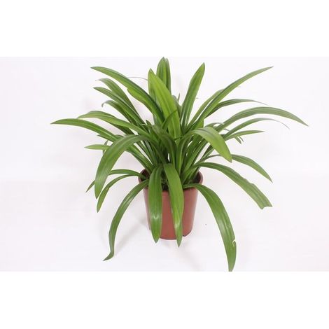 Hymenocallis Speciosa - Lis Araignée - Plante d'Intérieur Exotique - Pot Ø 27 cm - Hauteur 80 cm - PANGIVO