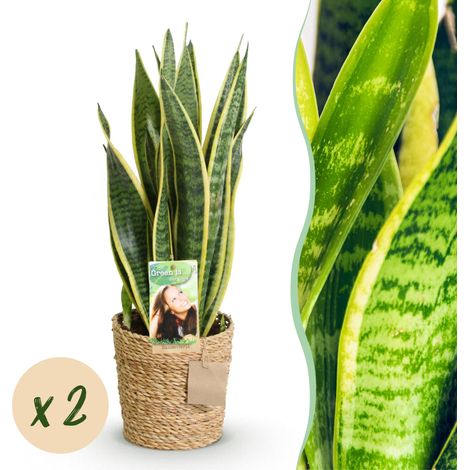 Sansevieria Laurentii Langue de Belle-mère Lot de 2 Plantes d'Intérieur avec Panier 60-70 cm - PANGIVO (1/5)