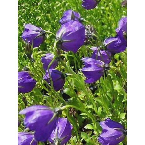 Campanule 'G.F. Wilson' Godet de 8/9 cm (1/2)