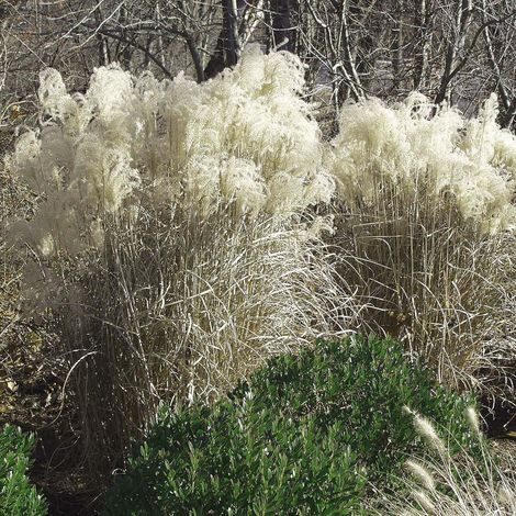 4 x Eulalie  - Miscanthus sinensis 'Graziella'  - godet 9x9 cm