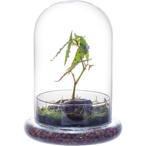 Dôme Décoratif en Verre Transparent avec Trou D'aération, 15 x 21 cm, Cloche en Verre avec Base, Présentoir de Table, Récipient de Terrarium pour de Fleurs (sans Plantes) (1/5)