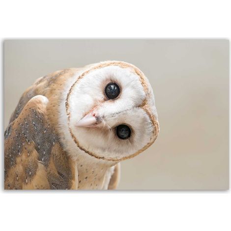 Tableau hibou élégant au regard intense (1/5)