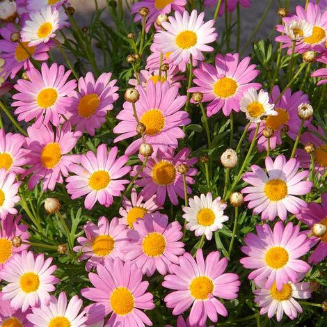2000 graines de marguerites roses,faciles à cultiver et résistantes au froid, graines à fleurs,plante ornementale,adaptées à la plantation en jardin. (1/5)