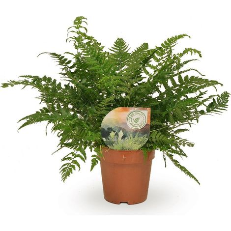 Fougère Polystichum Tsussimense Athyrium - Plante Verte Intérieure - Pot Ø12cm - Hauteur 30cm - PANGIVO