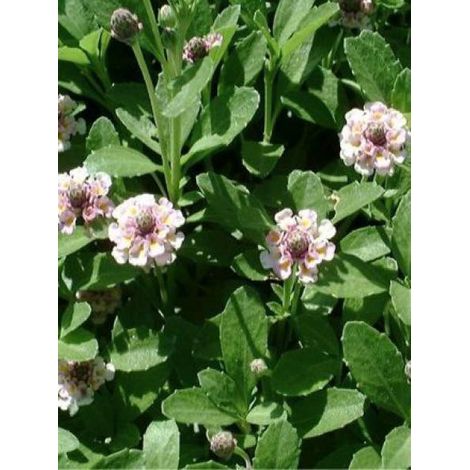 Verveine nodiflore Godet de 8/9 cm (1/5)
