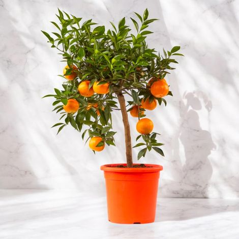 Gardenaria Mandarino - Citrus reticulata - Pianta di agrume da frutto in vaso - Altezza: 70/80 cm (vaso 22)