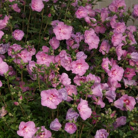 Mauve en arbre 'Lavender Chiffon' - 40-60 cm pot