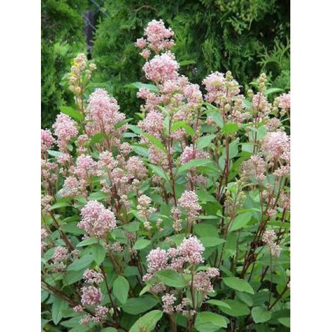Céanothe caduc 'Marie Simon' Pot de 2L/3L (1/3)
