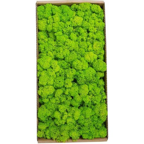 Mur Moss Conserve Decor Reel Conserve Moss Aucun Entretien Conserve Naturellement Moss Pour La Maison Aux Murs Mitoyens Festivals Artisanat De Noel Bureau Decoration D'Interieur, Type 6 (1/4)