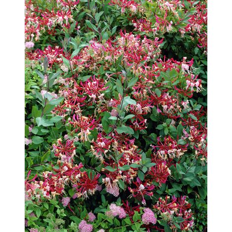 LONICERA CAPRIFOGLIO PERICLYMENUM BELGICA VASO 17CM (1/2)