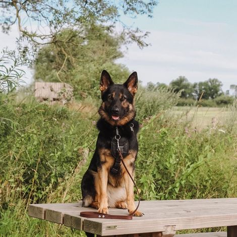 Laisse pour Chien en Cuir Marron - Laisse de Promenade Fait Main en Cuir à Tannage Végétal - PANGIVO
