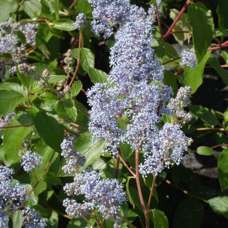 Céanothe, Lilas de Californie Gloire de Versailles/Pot de 7,5L - 40/60 cm (1/3)