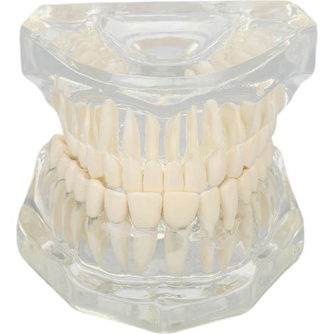 Modèle Dentaire Transparent Éducatif pour Cabinet - Structure Claire de Démonstration des Dents (1/5)