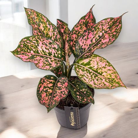 Gardenaria Aglaonema 'Pink Leopard' - Pianta da interno ornamentale - Altezza: 40 cm (vaso 12)