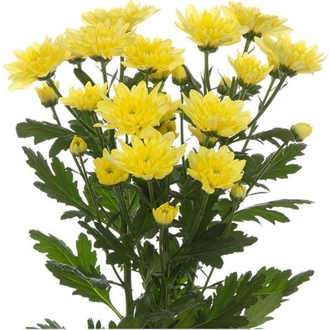 Margarita Crisantemo Flor Natural Crisantemo Euro Ramo de 5 tallos 70cm de alto