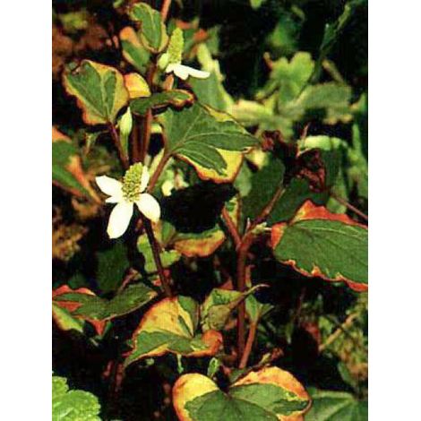 Houttuynia cordata 'Chamaeleon' Godet de 7/8 cm (1/3)