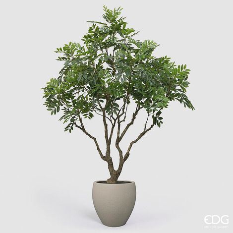 EDG Enzo De Gasperi Dalbergia Vogue con Vaso Pianta Artificiale H 240 Cm Verde (1/5)