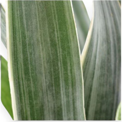 Gardenaria Sansevieria trifasciata 'Metallica' - Pianta da interno ornamentale - Altezza: 45 cm (vaso 14) (1/5)