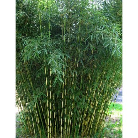 Gardenaria Fargesia Campbell - Fargesia robusta 'Campbell' - Bambù ornamentale da esterno - Altezza: 100/125 cm (vaso18) (1/2)
