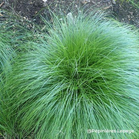 3 Laîches rousses (Carex tenuiculmis)