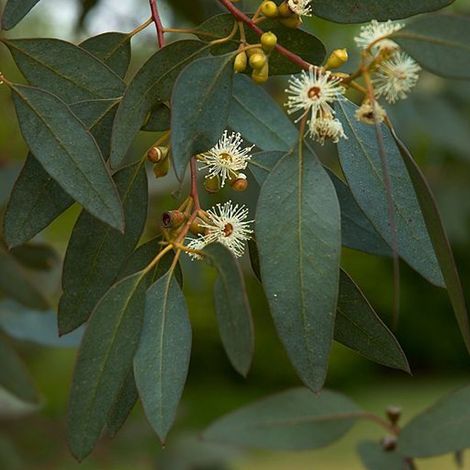 Fusain ailé - Eucalyptus gunnii  - 60-80 cm pot