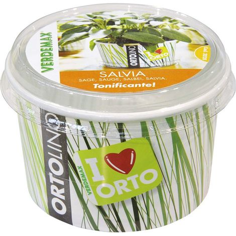 KIT ORTOLINO SALVIA