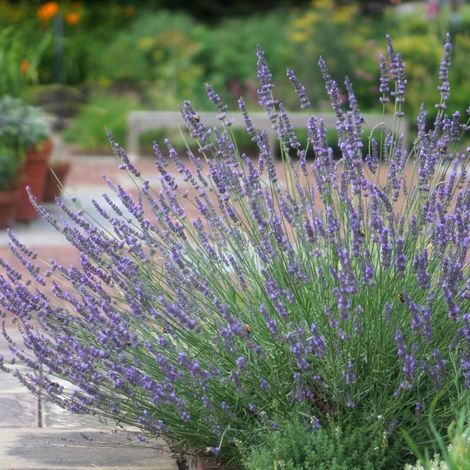 Lavande Phenomenal™ 'Niko'/Pot de 3L - 20/40 cm (1/4)