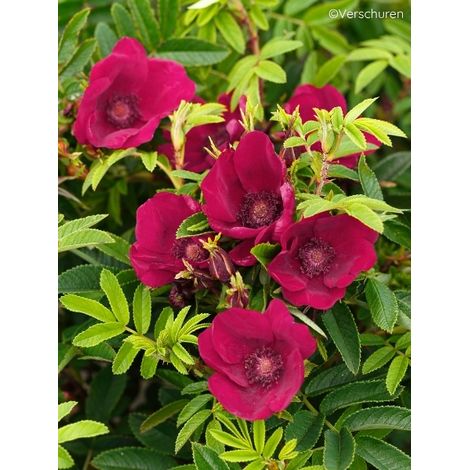 Rosier rugueux 'Strandperle Norderney' Pot de 4L/5L (1/2)