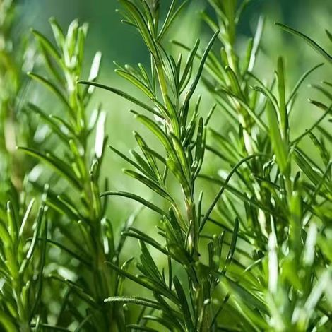 100 Semi di Rosmarino (Semi di Erbe Aromatiche) — Tasso di germinazione del 90% — Varietà repellente per le zanzare — Ideale per scottare le bistecche (1/5)