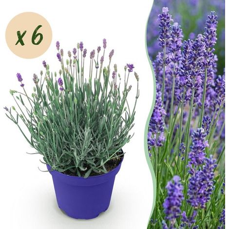 Green boutiQ - Plante de jardin - Lavandula angustifolia Hidcote - Lavande - Rustique - Violet - Lot de 6 - Pot de 12 cm - Hauteur 15-25 cm (1/5)
