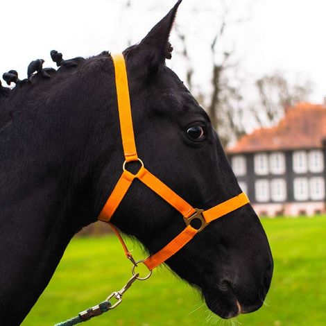 1 Licol Cheval Réglable 2 Positions Nylon Robuste Mousqueton Écurie Pâture (1/5)