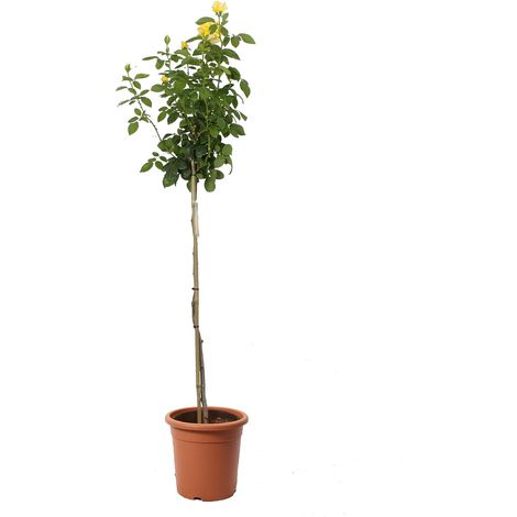 Rose Giallo Brillante Alberello - Piante Vere Fiorite da Esterno - Pianta Decorativa - H 180-190 cm Vaso da Coltura Ø 22 cm (1/3)