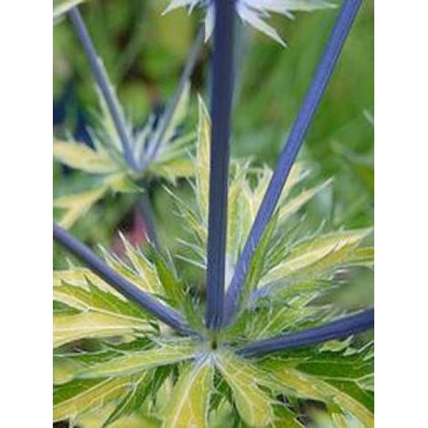 Chardon bleu, Panicaut à feuilles planes 'Neptune's Gold' Godet de 8/9 cm (1/3)