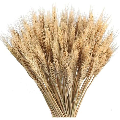100 espigas de trigo, tallos secos naturales de 60 cm, decoración para bodas, hogar y cocina. (1/5)