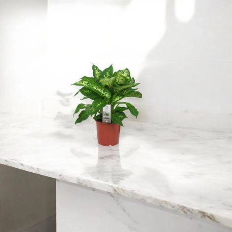 Gardenaria Dieffenbachia 'Compacta' - Pianta da interno ornamentale - Altezza: 50 cm (vaso 19) (1/5)