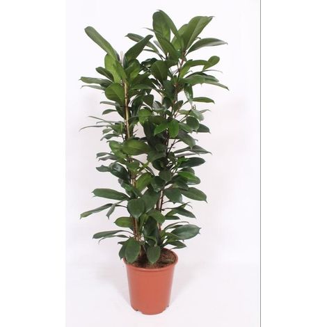 Ficus Cyathistipula - Plante d'Intérieur Naturelle - Pot Ø 27 cm - Hauteur 100-120 cm - PANGIVO